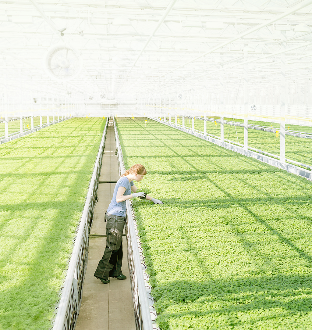 The advantages of grow lights for greenhouse
