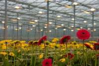 5 aspects to pay attention to about high-quality LED plant lights