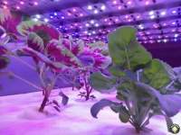Can the use of 1000wLED grow lights reduce costs?