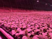 Different light quality 400w LED grow lights have effects on plants growth