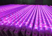 The light distance to pay attention to at each stage of LED grow lights