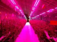 LED grow light --- grow plants from outdoor to indoor
