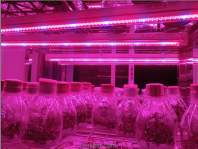 What is the difference red and blue spectrum and full spectrum of LED grow light