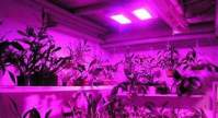 The medical use of cannabis and the opportunity of LED grow lights