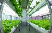 How to grow hemp with yaorong LED grow lights?