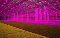 Why can LED grow lights stand out from the four major plant lights