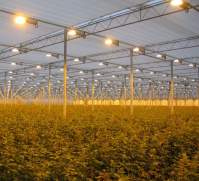 What issues need to be considered for household LED grow light planting?