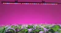When is the best time to add light to plants with yaorong LED grow lights?