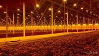 The effect of LED grow light quality on plant organs