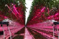 yaorong LED grow lights grow industrial hemp in a greenhouse