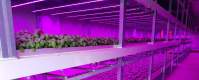 The wide application of industrial hemp makes the LED grow light market develop