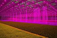 What are the effects of LED grow light supplement light time on grows