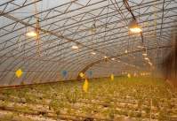 Why choose a customized spectrum when purchasing LED grow lights?
