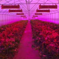 LED plant fill light purchase tips