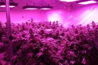 How to maximize the advantages of LED grow light?