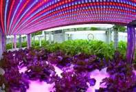 Is LED plant growth light useful for plant growth?
