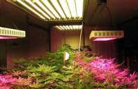 5 product advantages of LED plant lights