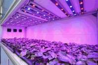 10 misunderstandings about LED plant lights, let me tell you the truth?