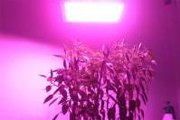 Application of Yaorong 1000w LED plant light in plant lighting