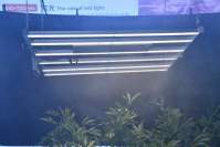 Market application of led plant  lights