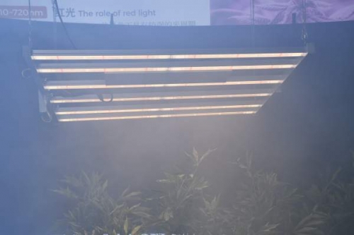 Six ways to supplement the light of greenhouse vegetable LED plant lights in win