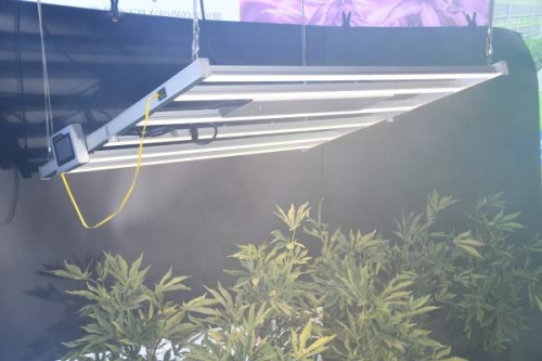 The importance of LED plant lights to the light compensation point of plants in 