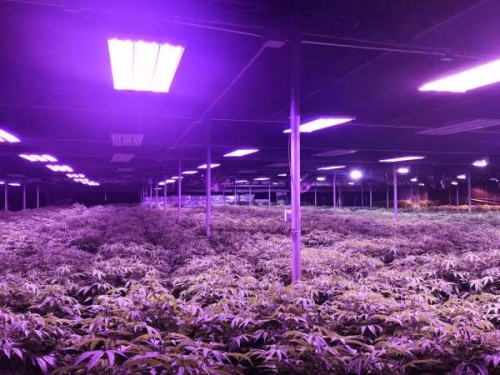 LED plant lights explain why watermelon is so sweet