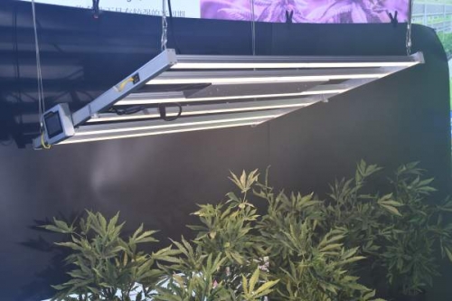 The benefits of led plant lights for cowpea cultivation