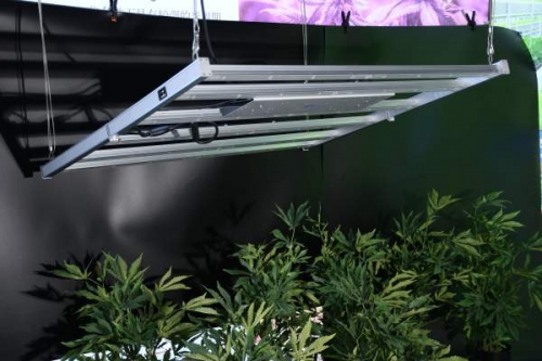 Application of led plant light in planting roses  Roses like to grow in a cool e