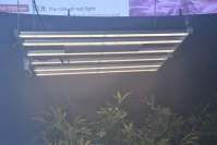 Prickly ash with tool LED plant light