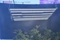 Talking about LED plant light and its domestic market analysis