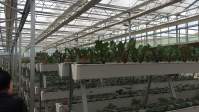 What is the function of LED plant  light? What are the characteristics?