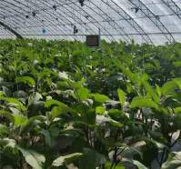 The effect of led plant  light on the nutritional quality of grapes in greenhous