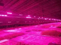 The benefits of yaorong led plant lights