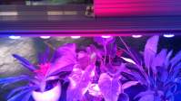 What is the function of LED plant  light? What are the characteristics