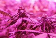 Thoughts on the market for industrial hemp